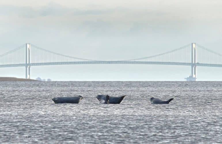 [CREDIT: Jason Major] Harbor Seals off Rocky Point on Dec. 31. 