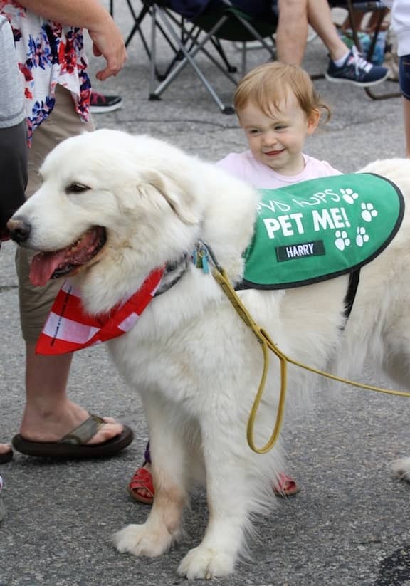 [CREDIT: Beth Hurd] Attending the parade for her second year, 2-year old Cora Brault pets Harry, a certified pet therapy dog, during a break in the parade.