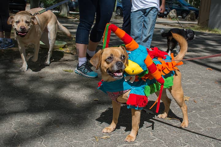 blessing-of-animals2