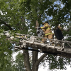 [CREDIT: WPD] The Warwick Fire Department rescued a barred owl from a tree on Royal Avenue Oct. 11.