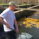 [CREDIT: RIDEM] RI DEM's Tommy Thompson collects a few rainbow trout the agency will use to stock five state ponds for the 2018 Free Fishing Weekend.