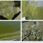 {CRTEDIT: EPA] Cyanobacteria, also known as blue-green algae, produce toxins that are hazardous to humans and animals.