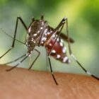 [CREDIT: CDC} Mosquitoes carrying the EEE virus have been found in Central Falls. The RI Department of Health recommends rescheduling early morning and late afternoon outdoor activities to early afternoon or to move them indoors to avoid mosquito bites that can transmit the virus.