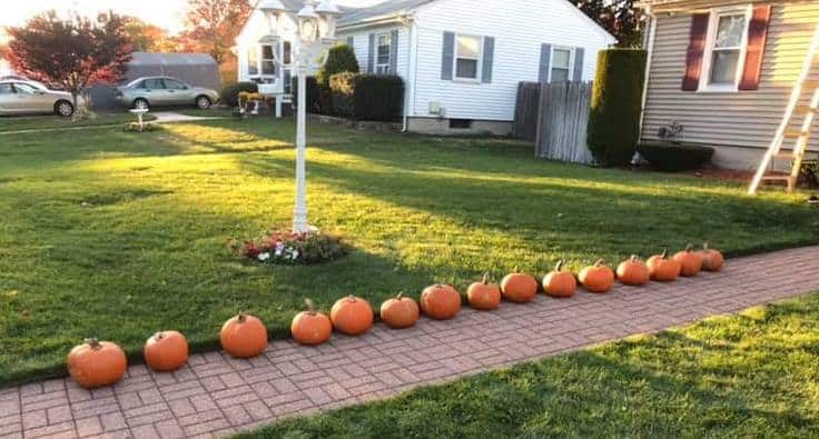 [CREDIT: Frank Picozzi] A line of free pumpkins available for those who may need one at75 Gristmill Rd.