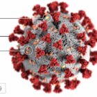 [CREDIT: CDC] This image shows the shape of coronaviruses. Spikes that adorn the outer surface of the virus, which impart the look of a corona, microscopically. In this view, the protein particles E, S, and M, also located on the outer surface of the particle, have all been labeled.