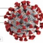 [CREDIT: CDC] This image shows the shape of coronaviruses. Spikes that adorn the outer surface. RI is setting quarantine violation fines as the outbreak continues.