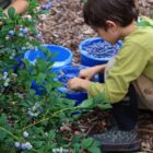 [CREDIT: Rocky Point Blueberry Farm] The weather is shaping up nicely this weekend for many outdoor activities, including blueberry picking at Rocky Point Blueberry Farm.