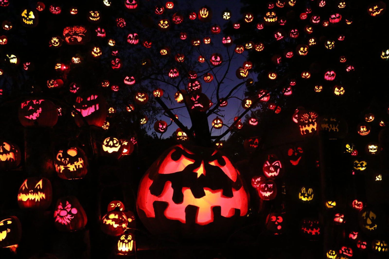 [CREDIT: Roger Williams Park] In this week's Warwick Weekend roundup, the Jack-O-Lantern Spectacular at the Roger Williams Park Zoo is back this year through Oct. 31.