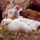 [CREDIT: DEM] DEM warns owners of fowl to maintain biosecurity among their flocks to protect against a highly virulent strain of avian flu. The disease poses a low risk to people, but can kill 90 percent of poultry populations, a hazard for RI fowl farming.