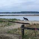 [CREDIT: Warwick Animal Shelter] Black coyotes spotted at Brushneck Cove this weekend are acting normally, aren't a threat, but do require distance and respect, experts reminded people.