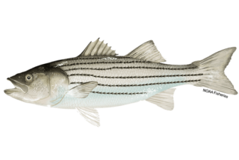 [CREDIT: DEM] DEM is setting a maximum size limit of less than 31 inches for striped bass recreational fisheries, starting Saturday.