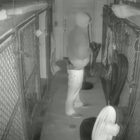 [CREDIT: RI State Police] Troopers are asking the public's help finding a dog stolen from the Exeter Animal Shelter July 19. Above, a still image from video surveillance of the abduction.