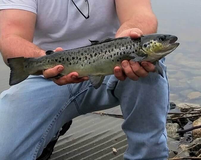 [CREDIT: RIDEM] The RI Department of Environmental Management is performing RI Veterans Day Fish Stocking of local lakes and ponds to honor veterans ahead of Nov. 11 Saturday.