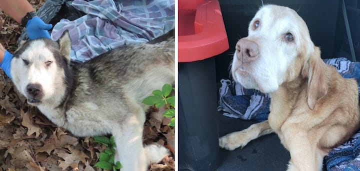 [CREDIT: WPD, Warwick Animal Shelter] Above, left, a dead Siberian Husky left at Rocky Point Park Aug. 9 and at right, a Labrador abandoned at Pawtuxet Cemetery, later euthanized. The dogs are prominent examples of a larger problem of mounting pet suffering - a growing abandoned and mistreated dogs and cats.