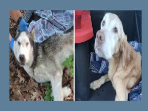 [CREDIT: WPD, Warwick Animal Shelter] Above, left, a dead Siberian Husky left at Rocky Point Park Aug. 9 and at right, a Labrador abandoned at Pawtuxet Cemetery, later euthanized. The dogs are prominent examples of a larger problem of mounting pet suffering - a growing abandoned and mistreated dogs and cats.