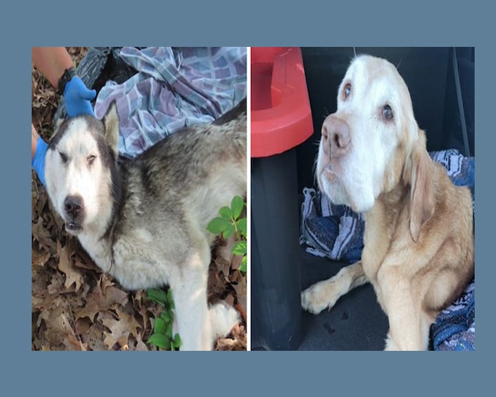 [CREDIT: WPD, Warwick Animal Shelter] Above, left, a dead Siberian Husky left at Rocky Point Park Aug. 9 and at right, a Labrador abandoned at Pawtuxet Cemetery, later euthanized. The dogs are prominent examples of a larger problem of mounting pet suffering - a growing abandoned and mistreated dogs and cats.