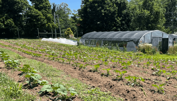 [CREDIT: Westbay Community Action] Westbay Farm is a 3-acre farm on the Barton Farm parcel, which the City Council will consider preserving in a public trust at the March 4 meeting.