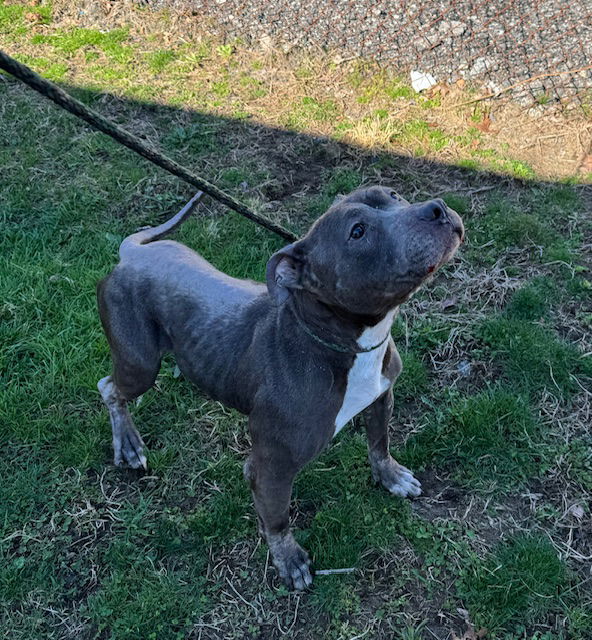 [CREDIT: CPD] Coventry Police have charged a local woman with animal neglect of two dogs found malnourished on Helen Avenue.