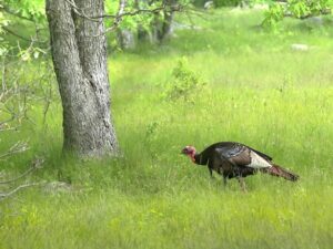 [CREDIT: Dean Birch] (DEM) is again asking the public to report sightings of wild turkeys between July 1 and Aug. 31.