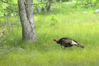 [CREDIT: Dean Birch] (DEM) is again asking the public to report sightings of wild turkeys between July 1 and Aug. 31.