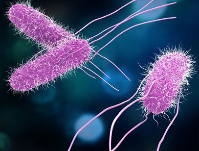 [CREDIT: FDA] A 3-D illustration of Salmonella Bacteria. The RI Department of Health (RIDOH) reports a Salmonella cucumber recall and reports of RI Salmonella cases resulting from different strains under investigation.