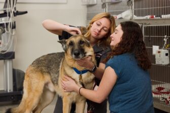 [CREDIT: VEG] A German Shepherd receives some medical TLC under the watch of VEG veterinarians at the pet ER center.